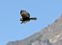 Red tailed Hawk Dark Morph 3554